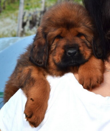 tibetski-mastiff-stenci-na-prodaju-big-4