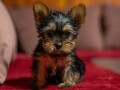 mini-jorksir-yorki-small-0