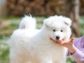 samojed-dva-muska-steneta-small-0