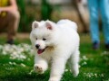 samojed-dva-muska-steneta-small-4