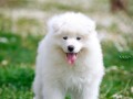 samojed-dva-muska-steneta-small-1