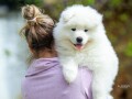 samojed-dva-muska-steneta-small-3