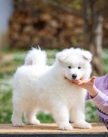 samojed-dva-muska-steneta-big-0