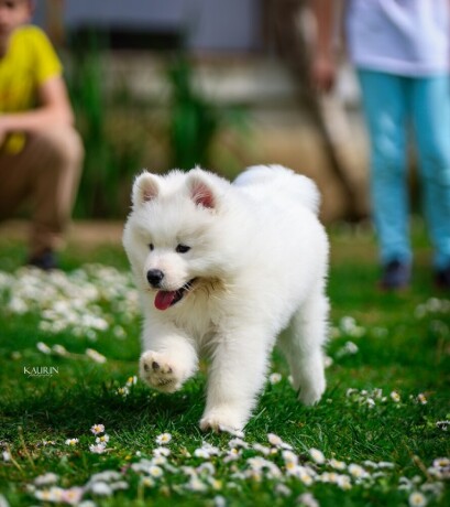 samojed-dva-muska-steneta-big-4