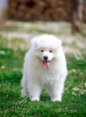 samojed-dva-muska-steneta-big-1