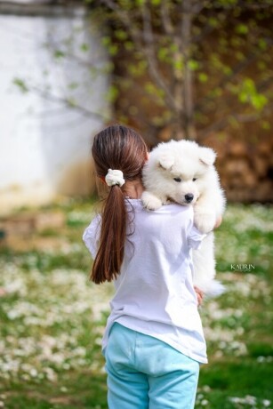 samojed-dva-muska-steneta-big-2