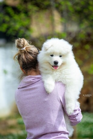 samojed-dva-muska-steneta-big-3