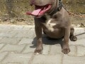 american-bully-pocket-sampanj-zenkica-small-0