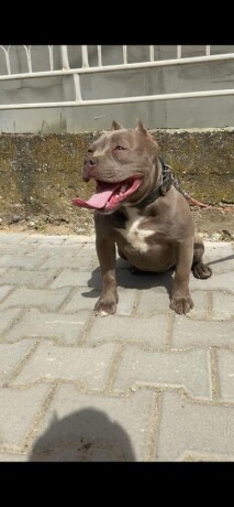 american-bully-pocket-sampanj-zenkica-big-0