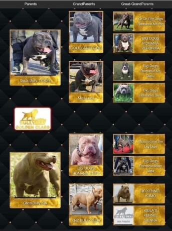 american-bully-pocket-sampanj-zenkica-big-3