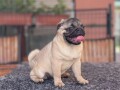 mops-prelepo-zensko-stene-small-0