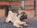 mops-prelepo-zensko-stene-small-2