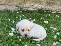 labrador-retriver-small-2