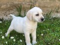 labrador-retriver-small-1