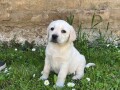 labrador-retriver-small-0