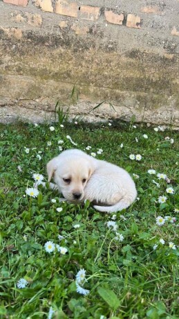 labrador-retriver-big-2