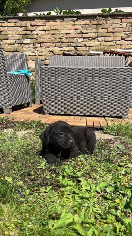 labrador-retriver-big-3