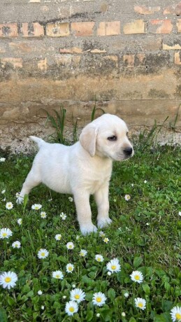 labrador-retriver-big-1