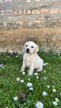 labrador-retriver-big-0