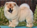 chow-chow-cau-cau-cau-cau-small-3