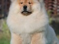 chow-chow-cau-cau-cau-cau-small-2