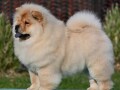 chow-chow-cau-cau-cau-cau-small-4