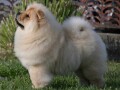 chow-chow-cau-cau-cau-cau-small-0