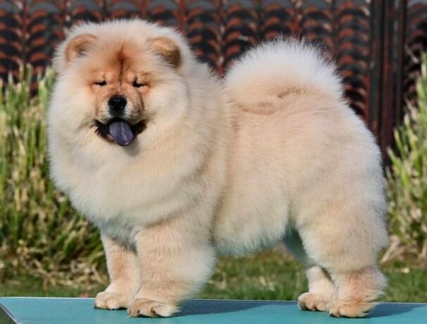 chow-chow-cau-cau-cau-cau-big-3