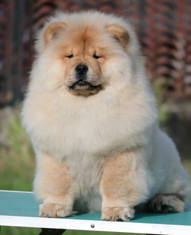 chow-chow-cau-cau-cau-cau-big-2