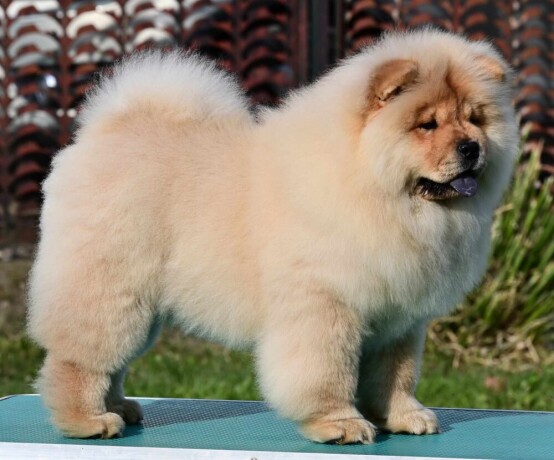 chow-chow-cau-cau-cau-cau-big-1