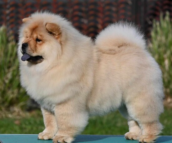 chow-chow-cau-cau-cau-cau-big-4