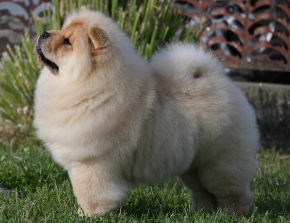 chow-chow-cau-cau-cau-cau-big-0