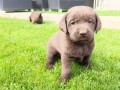 labrador-retriver-small-1