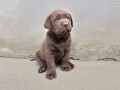 labrador-retriver-small-0