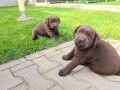 labrador-retriver-small-4