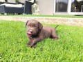 labrador-retriver-small-2