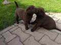 labrador-retriver-small-3