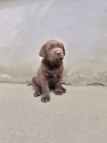 labrador-retriver-big-0