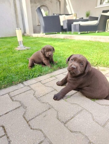 labrador-retriver-big-4