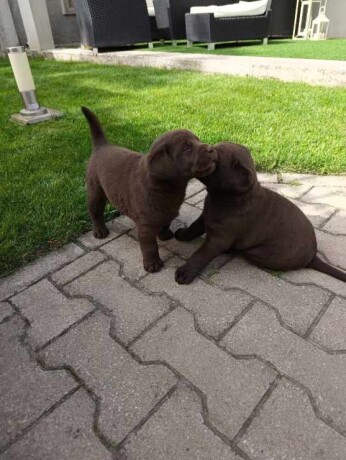 labrador-retriver-big-3