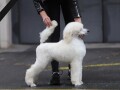 stenci-velike-kraljevske-poodle-small-2