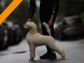 stenci-velike-kraljevske-poodle-small-1