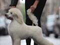 stenci-velike-kraljevske-poodle-small-3