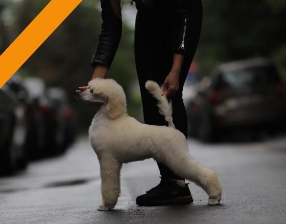 stenci-velike-kraljevske-poodle-big-1