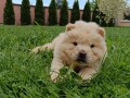 chow-chow-stenci-small-1