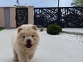 chow-chow-stenci-small-4