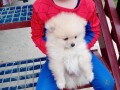 pomeranac-small-0