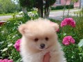 pomeranac-small-3