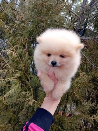 pomeranac-big-2