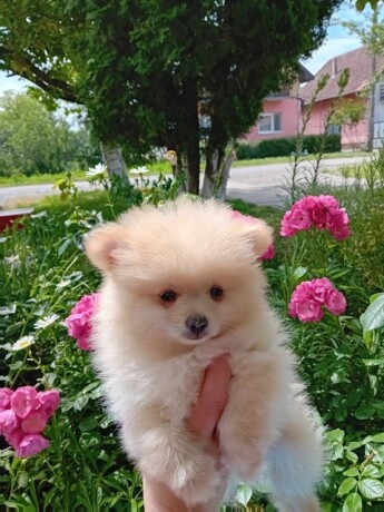 pomeranac-big-3